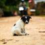 'One Health' surveillance tool proves vital in rapid response to
potentially deadly rabies outbreak in India