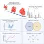 Researchers target proteins, pathways behind congenital heart disease