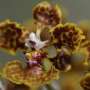Saving Florida's only population of rare, endangered orchid from extinction