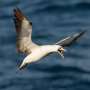 Tolerance to strong winds and storm avoidance strategy found to differ among seabird species