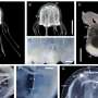 Team discovers new box jellyfish species in Hong Kong thumbnail