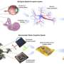 Team realizes brain's sensory functions using artificial synapse
devices