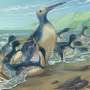 Fossil bones from the largest penguin that ever lived unearthed in New Zealand
