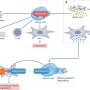 research on cancer immunotherapy