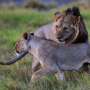 Six lions killed by herders in Kenya thumbnail