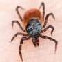 Tick-borne Powassan virus can kill. What is it, and how can you protect yourself? thumbnail