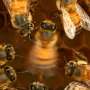 Unlocking secrets of the honeybee dance language—bees learn and culturally transmit their communication skills thumbnail