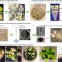 A new chapter in grape cultivation: Non-transgenic plant regeneration technology