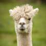 Alpacas found to be the only mammal to directly inseminate the uterus