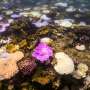 Australia's Great Barrier Reef struggles to survive