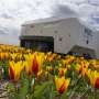 An AI robot is spotting sick tulips to slow the spread of disease
through Dutch bulb fields