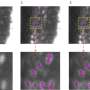 Analyzing microscopic images: New open-source software makes AI models
lighter, greener