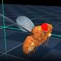Artificial intelligence brings a virtual fly to life