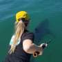 Baby white sharks prefer being closer to shore, scientists find