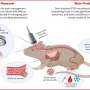 new research in kidney disease