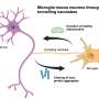 Building bridges between cells for brain health: Research finds
microglia rescue neurons through tunneling nanotubes