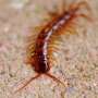 Centipedes used in traditional Chinese medicine offer leads for kidney treatment