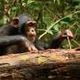 Chimps shown to learn and improve tool-using skills even as adults