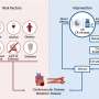 Review highlights beneficial interplay between caloric restriction, sirtuins and cardiovascular diseases