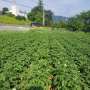 How climate change affects potato cultivation in South Korea