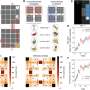 Cognitive maps in some brain regions are compressed during
goal-seeking decision-making