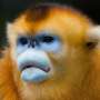 Colorful traits in primates ease tensions between groups, data suggest