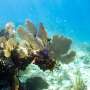 Global coral bleaching event expanding to new countries: Scientists