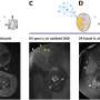 Diamond dust as a potential alternative to contrast agent gadolinium in magnetic resonance imaging