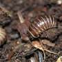 Discovery of structural specialization in myriapod ovaries