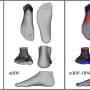 Overcoming a 'stiff' reputation: Research highlights foot's variability and movement capability thumbnail