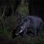 Dog attacks on mountain tapirs highlight a growing threat to endangered wildlife