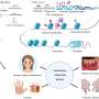 Epigenetics is of critical importance in autoimmune-related skin
diseases, says study