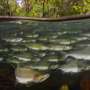 Schooling fish expend less energy in turbulent water compared to solitary swimmers, study finds