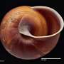 Four new-to-science species of snail described