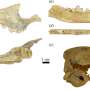 Fox bones found in ancient Argentinian burial site might have been
from a human pet