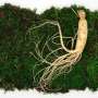 Ginseng can speed up recovery and reduce muscle fatigue after
exercise, research finds