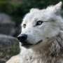 Wildlife officials confirm fourth gray wolf attack in Colorado´s Grand County