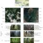 How biodiversity-productivity relationships change along elevation in forests