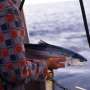 Huge database gives insight into salmon patterns at sea