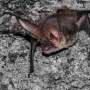 Research team shows island bats are valuable allies for farmers