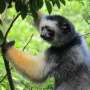 Lemur's lament: When one vulnerable species stalks another