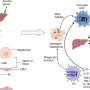 Liver fibrosis, non-parenchymal cells and the promise of exosome therapy