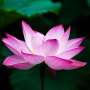 Study reveals genes regulating lotus flowering