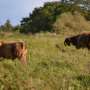 Low-intensity grazing is locally better for biodiversity but challenging for land users, study shows