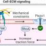 research paper on cell signaling and communication