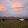 More than 2 million gazelle still roam the Mongolian steppe
