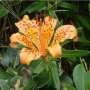 New Japanese lily species identified, first addition to sukashiyuri group in 110 years