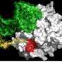 New molecule mimics the anti-clotting action of blood-sucking organisms