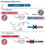 Self-amplifying mRNA vaccines appear safe in lab and animal tests
