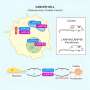 New potential avenues for cancer therapies through RNA-binding proteins